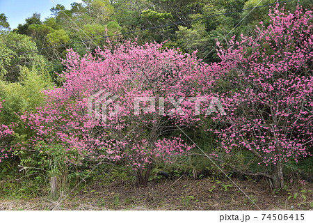 緋寒桜 緋寒桜 74506415