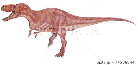 恐竜アルバートサウルス。白亜紀後期の北アメリカに生息した獣脚類でティラノサウルスの仲間 74506644