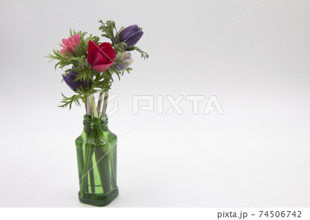 アネモネの切り花 74506742