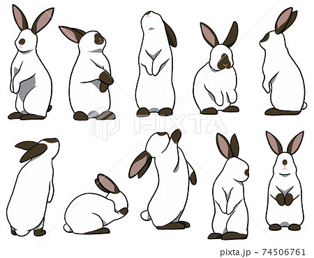 お立ちウサギ ヒマラヤンセットのイラスト素材 [74506761] - PIXTA