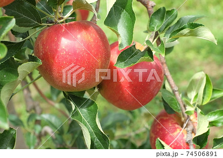 たわわに実った赤いリンゴ 74506891