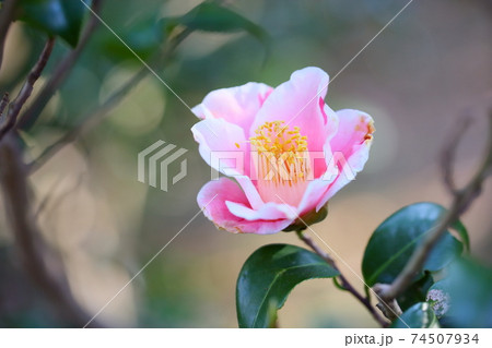 ツバキの花　覆輪秋の山 74507934