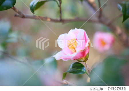 ツバキの花 覆輪秋の山 ツバキの花 覆輪秋の山 74507936