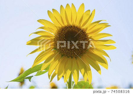 青空の中のヒマワリの花のクローズアップ 74508316