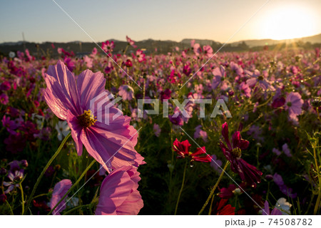 朝日をバックに花畑のピンクのコスモスの花のアップの写真素材