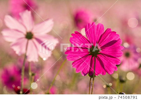 水滴のキラキラをバックに濃いピンクのコスモスの花の後ろ姿の写真素材