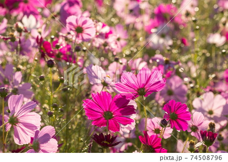 水滴のキラキラをバックに花畑の中の濃いピンクのコスモスの花の後姿の写真素材