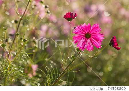 水滴のキラキラをバックに早朝の濃いピンクのコスモスの花の写真素材