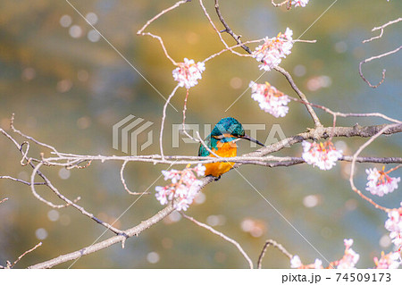 桜の木にとまるカワセミ 【長野県】 桜の木にとまるカワセミ 【長野県】 74509173