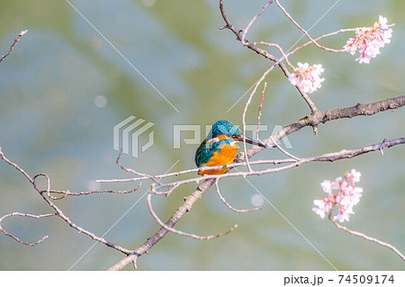 桜の木にとまるカワセミ 【長野県】 桜の木にとまるカワセミ 【長野県】 74509174