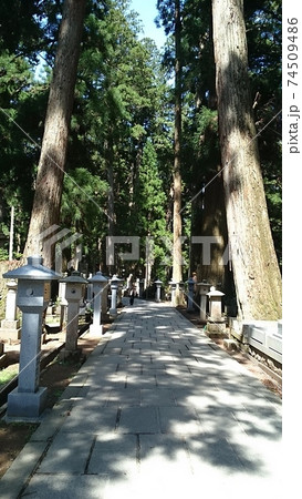 杉のある神秘の道 74509486