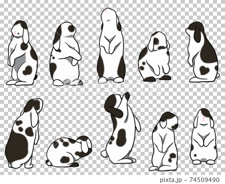 お立ちウサギ　たれ耳　ブロークンセット 74509490