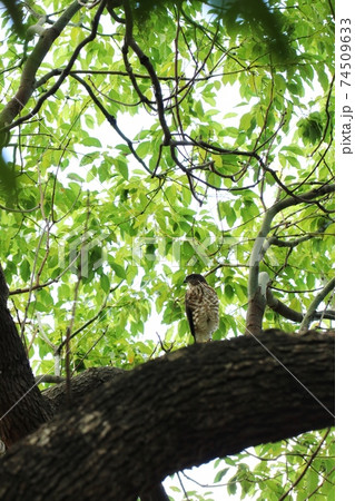 ツミ縦53 74509633