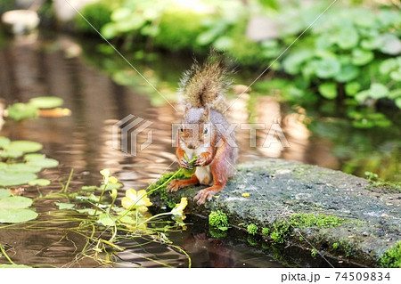 日本リス6 74509834