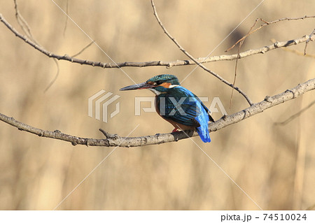 獲物を狙うカワセミ（メス）　 74510024