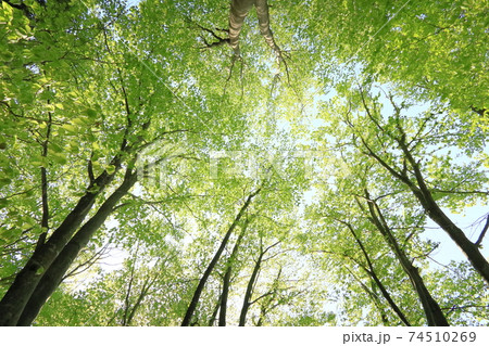 ブナ純林の新緑 74510269