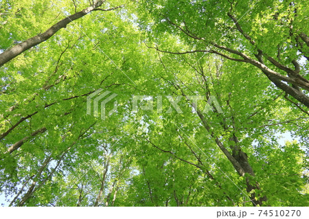 ブナ純林の新緑 74510270