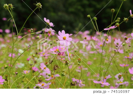 とよのコスモスの里 74510397