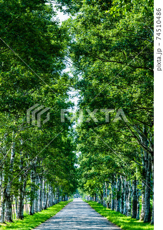 北海道音更町　十勝牧場の白樺並木 74510486