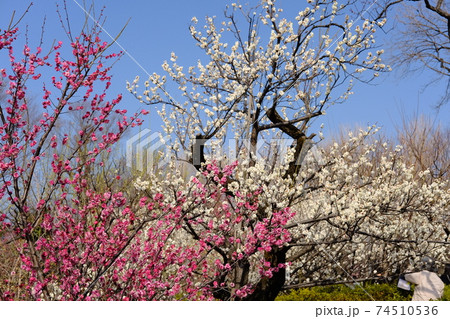 2月の羽根木公園で見頃を迎える梅の花 2月の羽根木公園で見頃を迎える梅の花 74510536