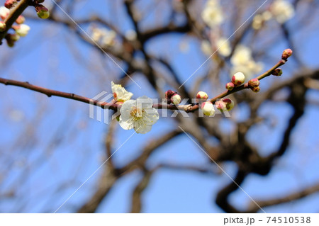 2月の羽根木公園で見頃を迎える梅の花 74510538