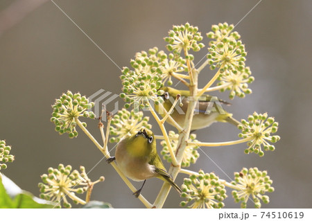 花の蜜を吸うメジロ　野鳥　メジロ　めじろ　目白 74510619