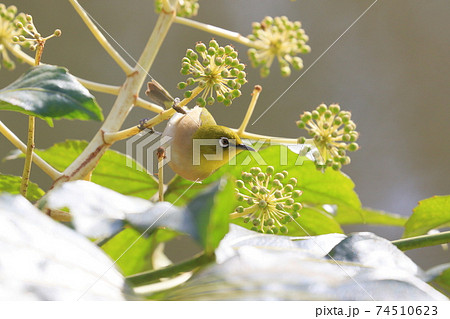 花の蜜を吸うメジロ 野鳥 メジロ めじろ 目白 花の蜜を吸うメジロ 野鳥 メジロ めじろ 目白 74510623