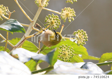 花の蜜を吸うメジロ　野鳥　メジロ　めじろ　目白 74510624