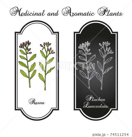 Rasana, or Rasna pluchea lanceolata , medicinal plant Rasana, or Rasna pluchea lanceolata , medicinal plant 74511254