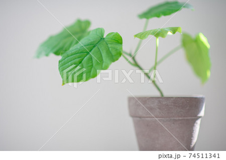 可愛い小さなウンベラータ 鉢植えの観葉植物の写真素材