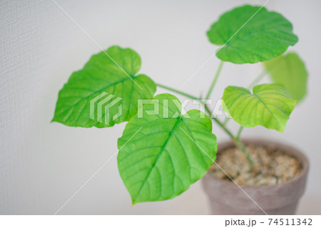 可愛い小さなウンベラータ 鉢植えの観葉植物の写真素材