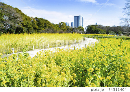 浜離宮恩賜庭園　菜の花畑 74511404