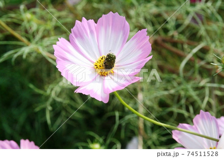 コスモスの花にとまるハナムグリ コスモスの花にとまるハナムグリ 74511528