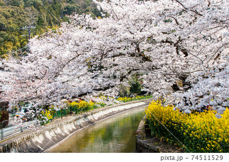 京都　琵琶湖疏水の桜と菜の花 74511529