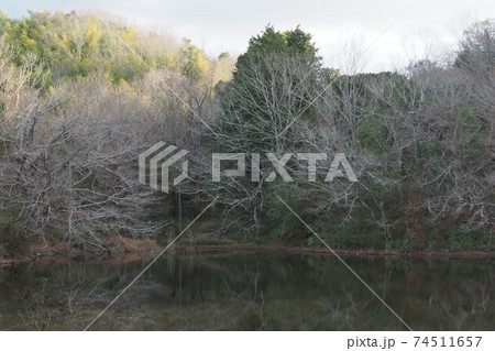 冬のため池の風景 冬のため池の風景 74511657