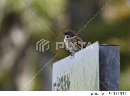スズメ 広域避難場所と書かれた看板の上に一羽佇む スズメ 広域避難場所と書かれた看板の上に一羽佇む 74511951