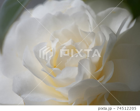 真っ白な椿の花　早春の陽ざしを浴びて綺麗でした 74512205