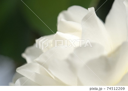 真っ白な椿の花　側面からマクロ撮影しました 74512209