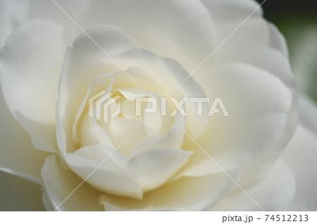 真っ白な椿の花　早春の陽ざしを浴びて綺麗でした 74512213