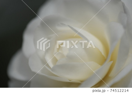 真っ白な椿の花　早春の陽ざしを浴びて綺麗でした 74512214