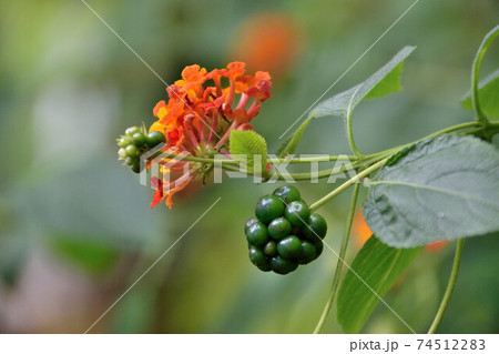 オレンジの花とみ実 74512283