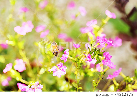 小さな花とミツバチ 74512378