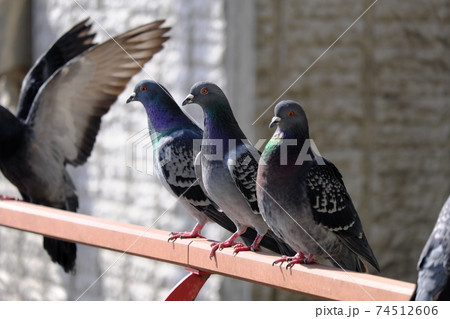 羽を広げた鳩 羽を広げた鳩 74512606