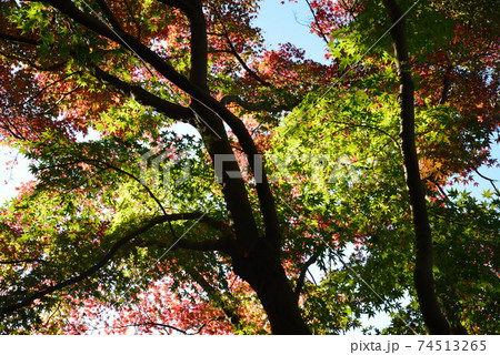 くん静山薬王寺の紅葉　　＃35 74513265