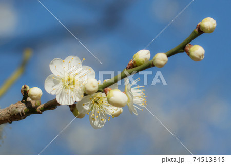 咲き始めた梅の花 74513345