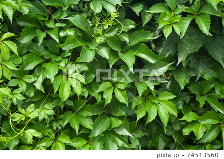 Green wall of virginia creeper Green wall of virginia creeper 74513560