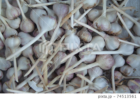 Garlic heads Garlic heads 74513561