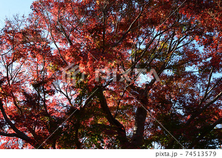 くん静山薬王寺の紅葉 #49 くん静山薬王寺の紅葉 #49 74513579