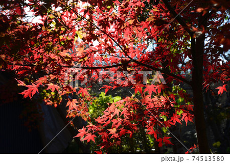 くん静山薬王寺の紅葉　　＃48 74513580