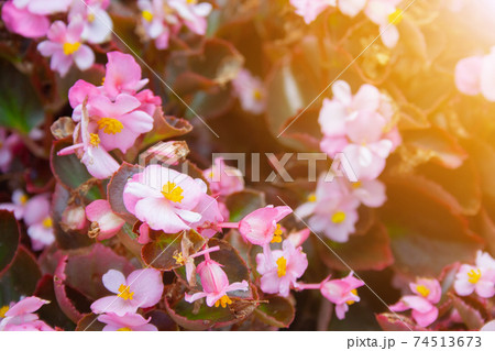 Gegonia flowers Gegonia flowers 74513673